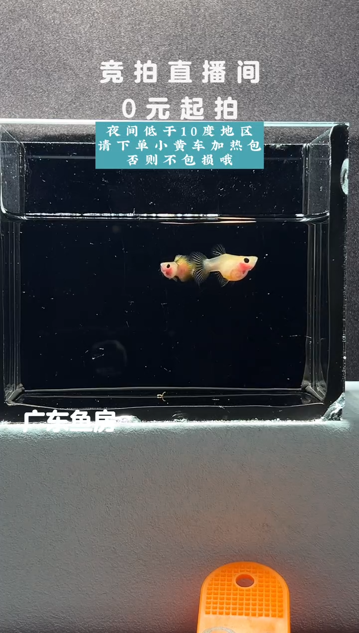 孔雀鱼幻彩一对编号86