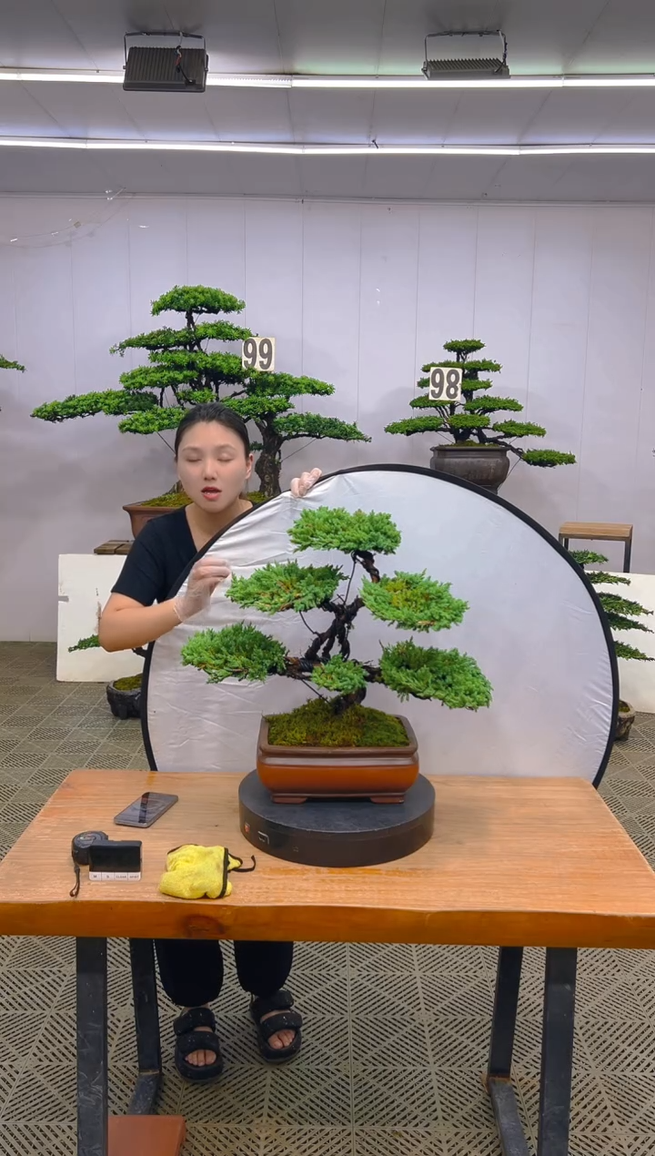 无花朵真柏盆景....