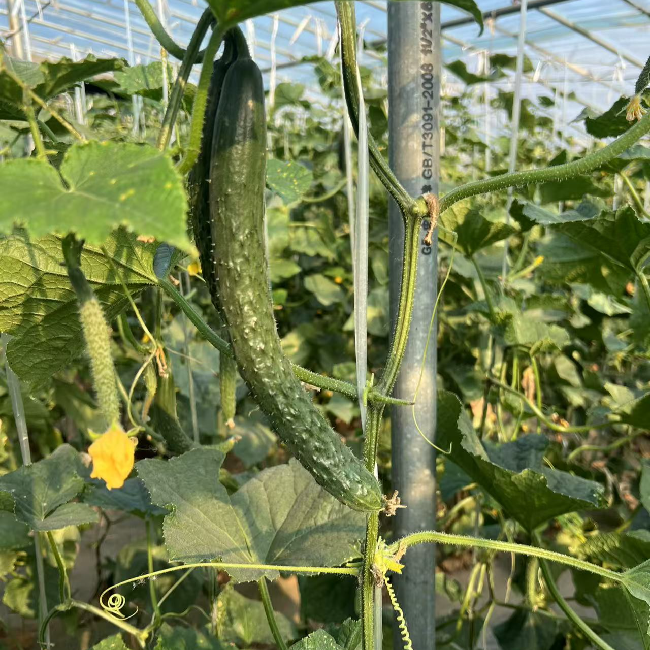 【京东快递】天津本地老味黄瓜拍三送一到手4斤黄瓜同城送黄瓜