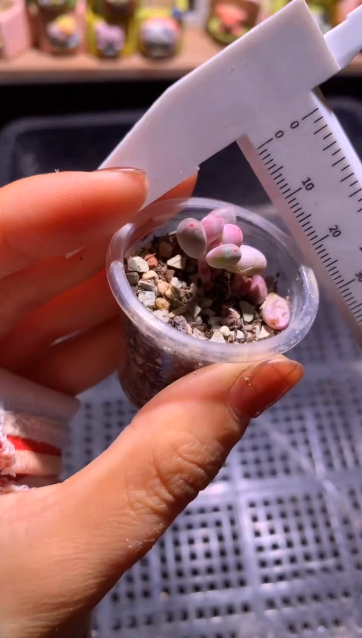 韩国彩虹奶酪，满28包邮，不满发一个叶片到付