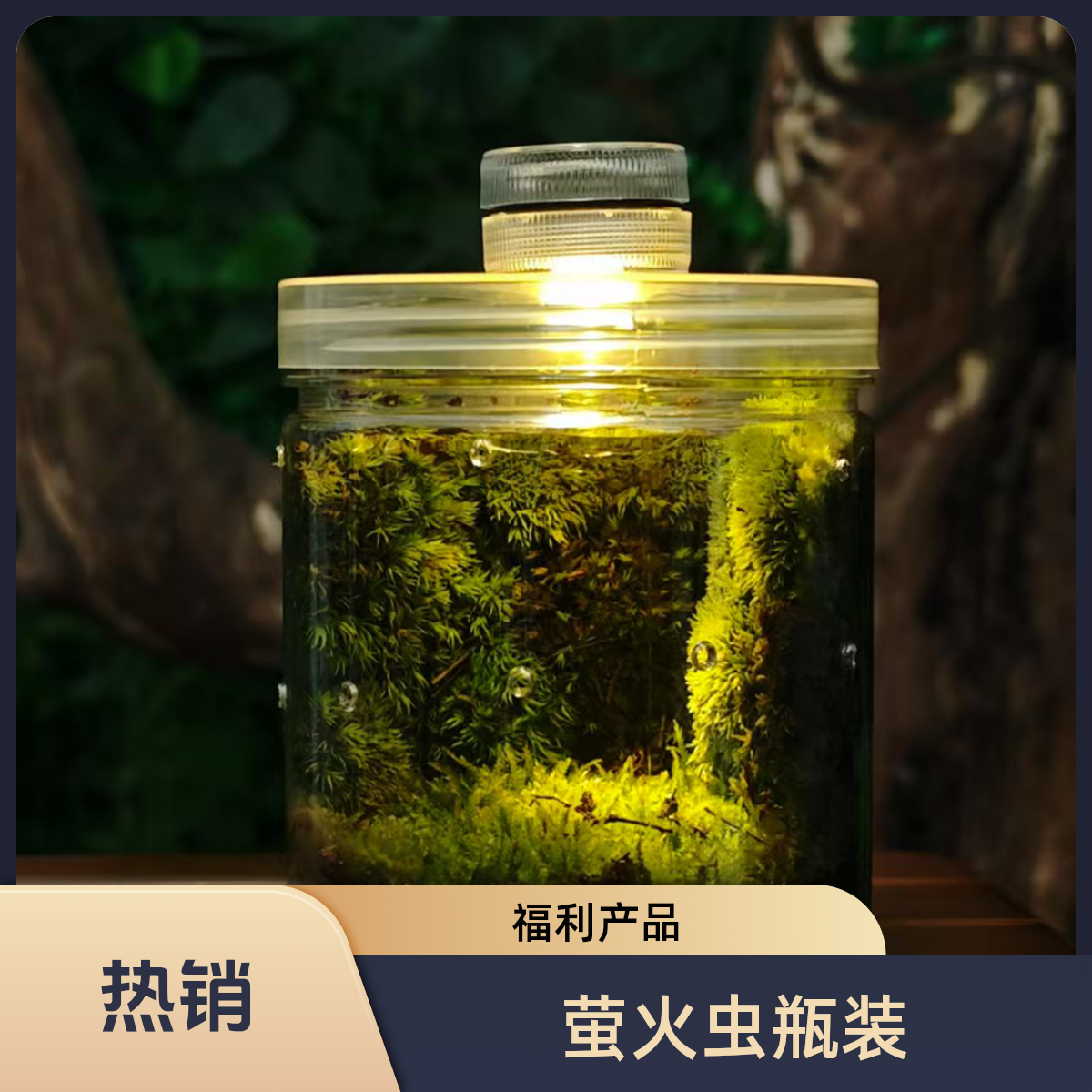 生态瓶成品萤火虫人工养殖饲养瓶装夜精灵摆件科普