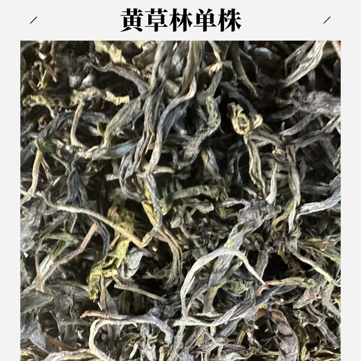 咏晴好茶  2025年头春黄草林双珠生茶散料  CN011