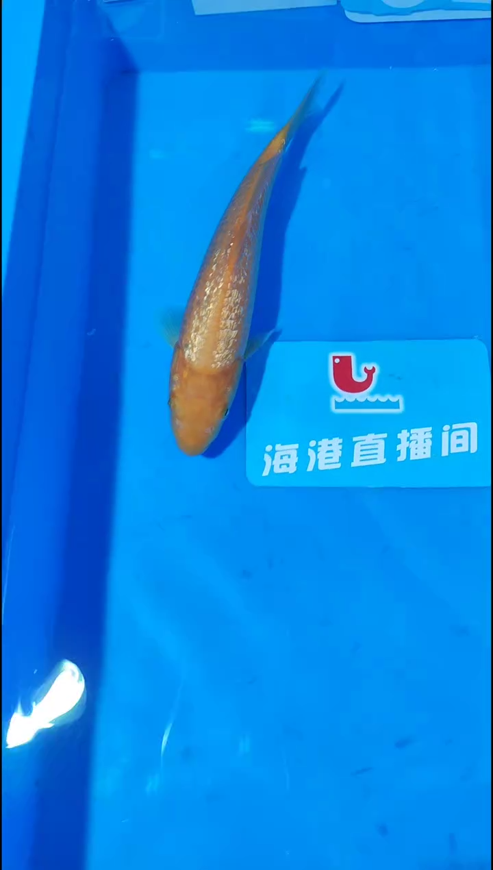 锦鲤12.19海港进口锦鲤28号