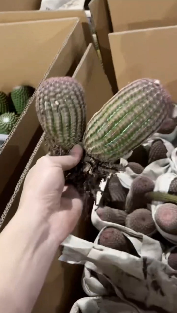 【闪购商品】双头红太阳