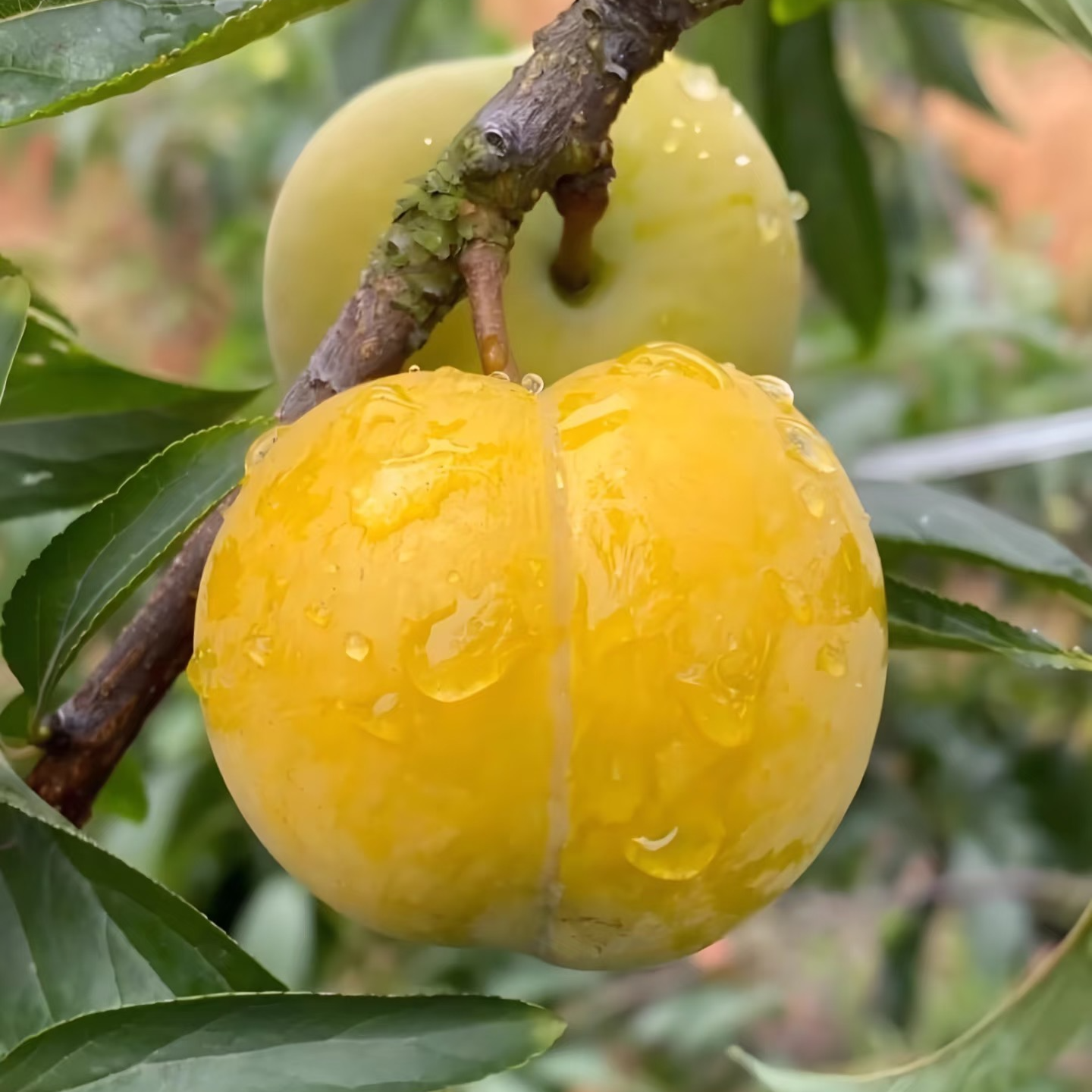 【卖房补贴福利价】正宗六马蜂糖李新鲜采摘脆甜爽口现摘现发顺丰贵州省