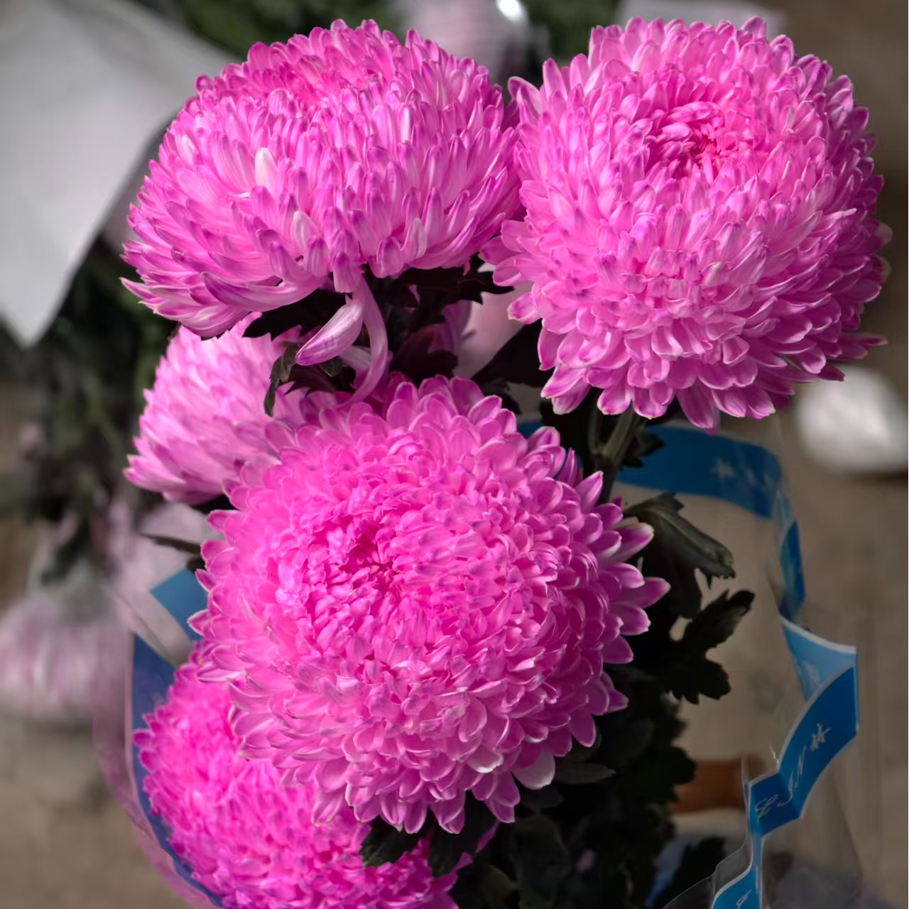 A级稀有芙蓉牡丹菊5支