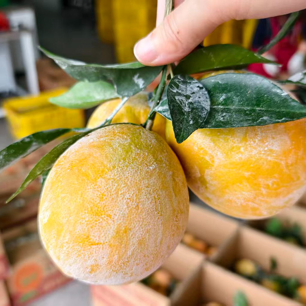 【龙沟石灰橙】同城小时达配送