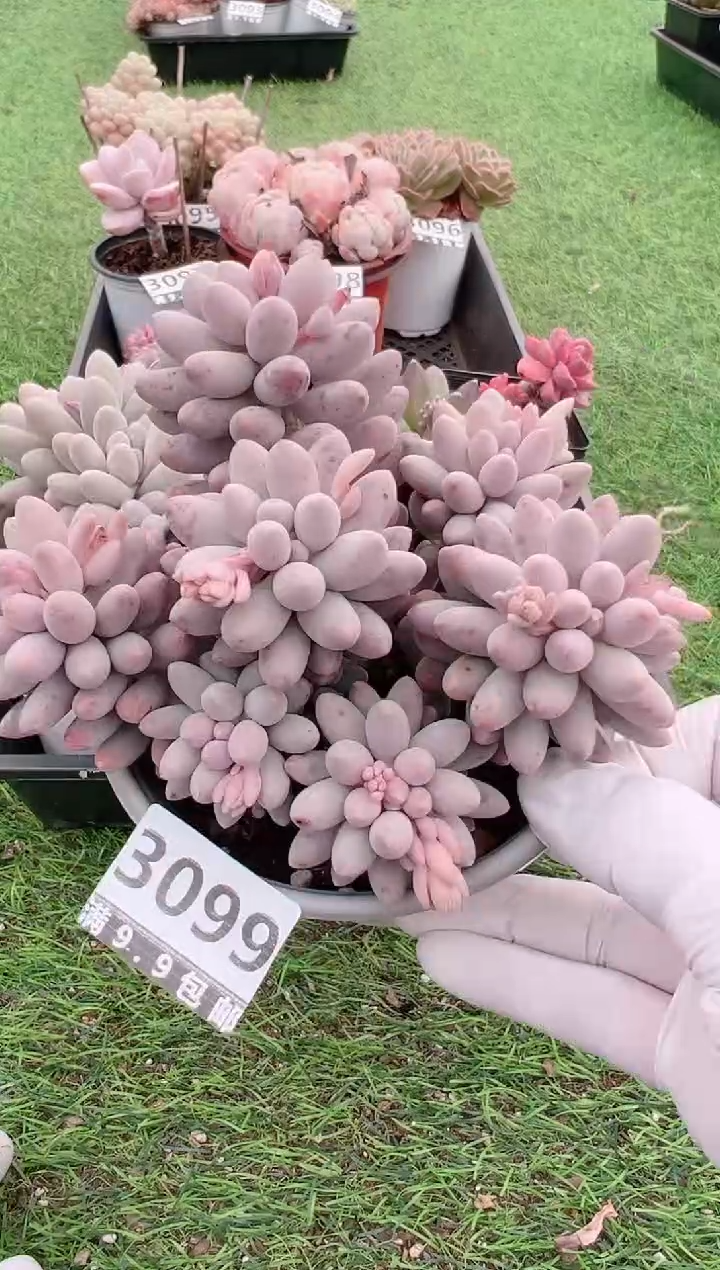 【闪购商品】信福多肉一物一拍