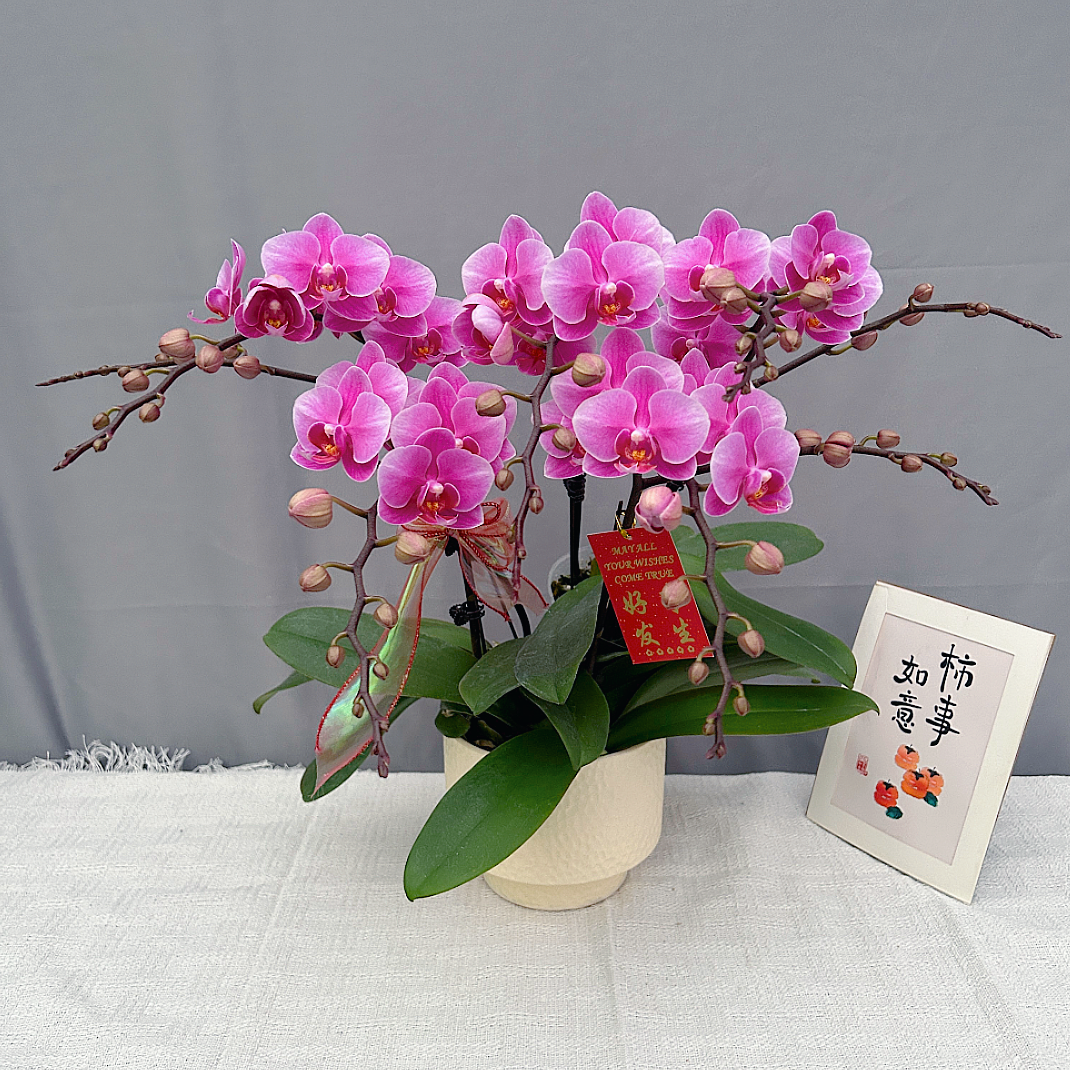 花满屋【紫霞仙子-蝴蝶兰】 高端鲜花 花期长送人送礼年宵花