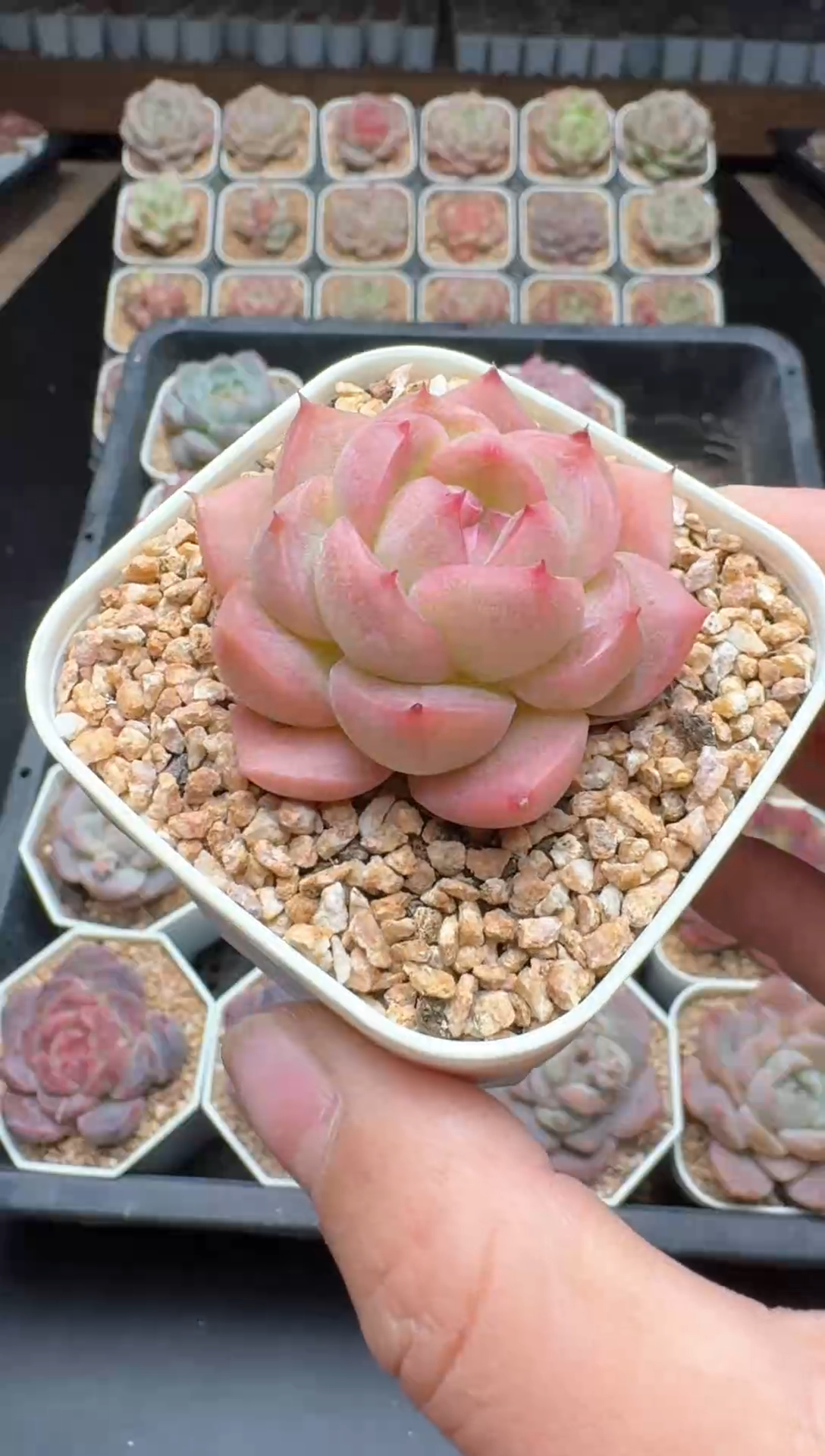 【闪购商品】360号一物一拍珍妮多肉花卉植物3颗起发