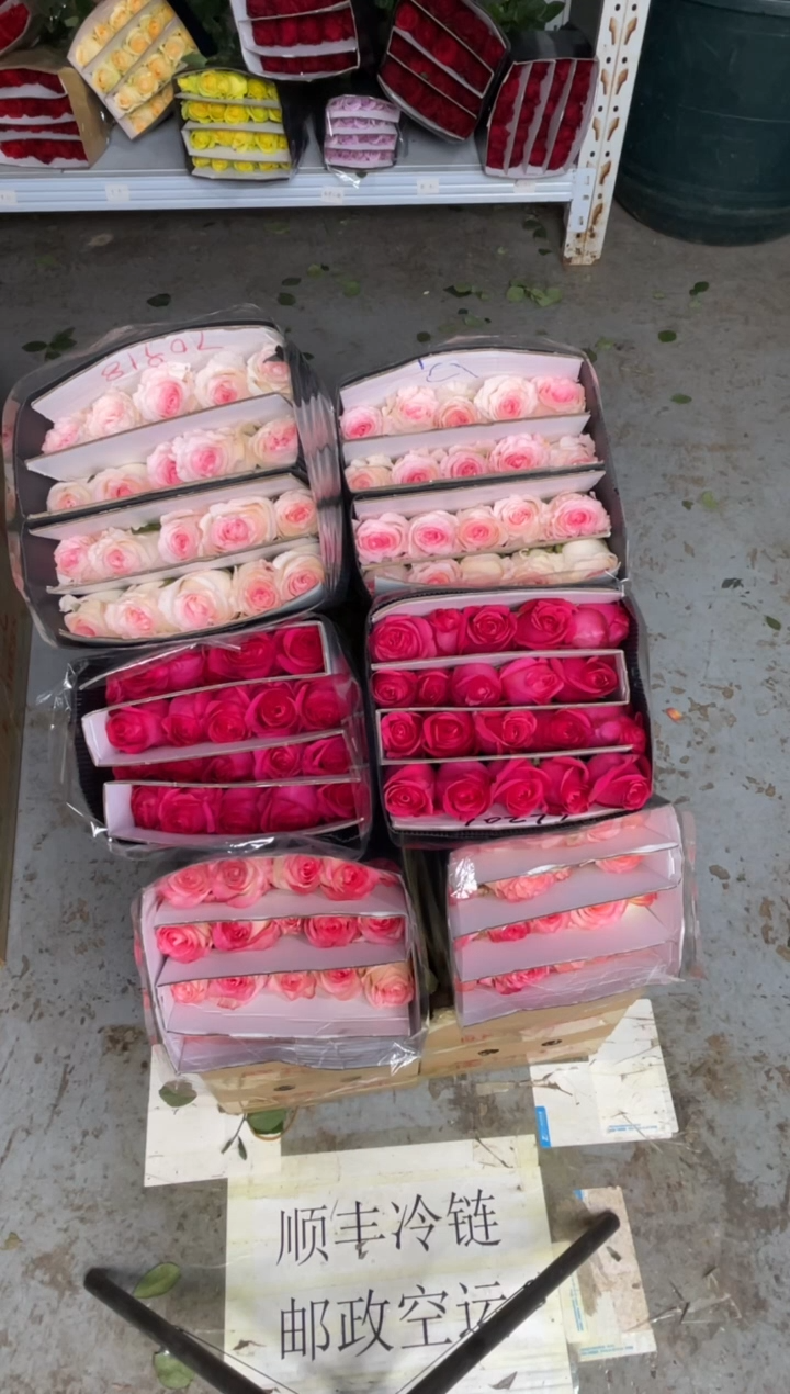 艾沙20枝+洛神20枝+佛洛依德20枝