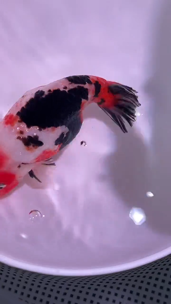 狮头鱼无*兰寿金鱼一只