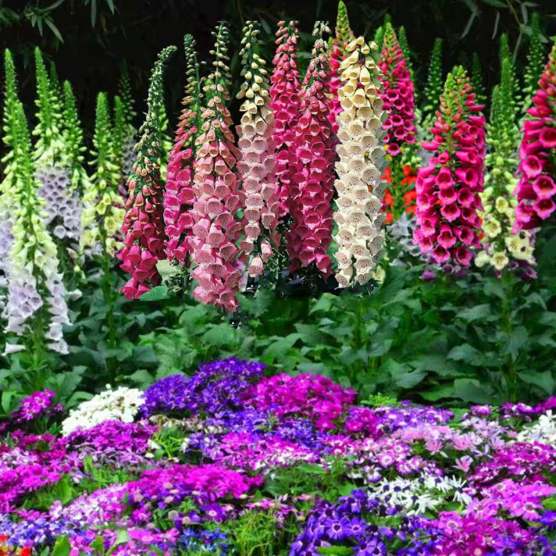 毛地黄花苗耐寒阳台盆栽耐热庭院花园地栽花卉宿根易养植物花期长