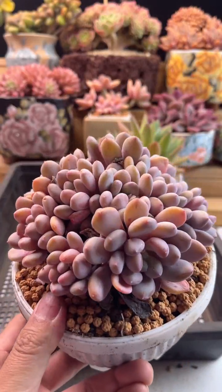 【闪购商品】2.20-26香香雪