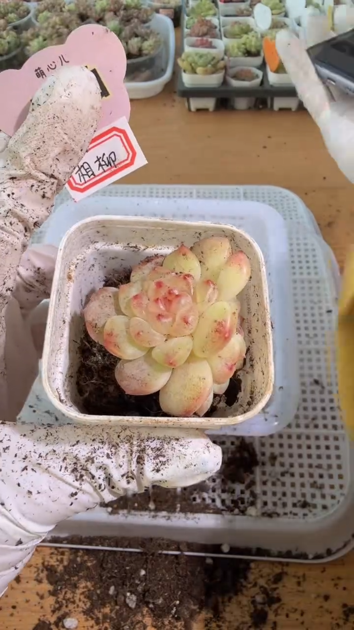 相柳五方一盆 单双混 量拍混发