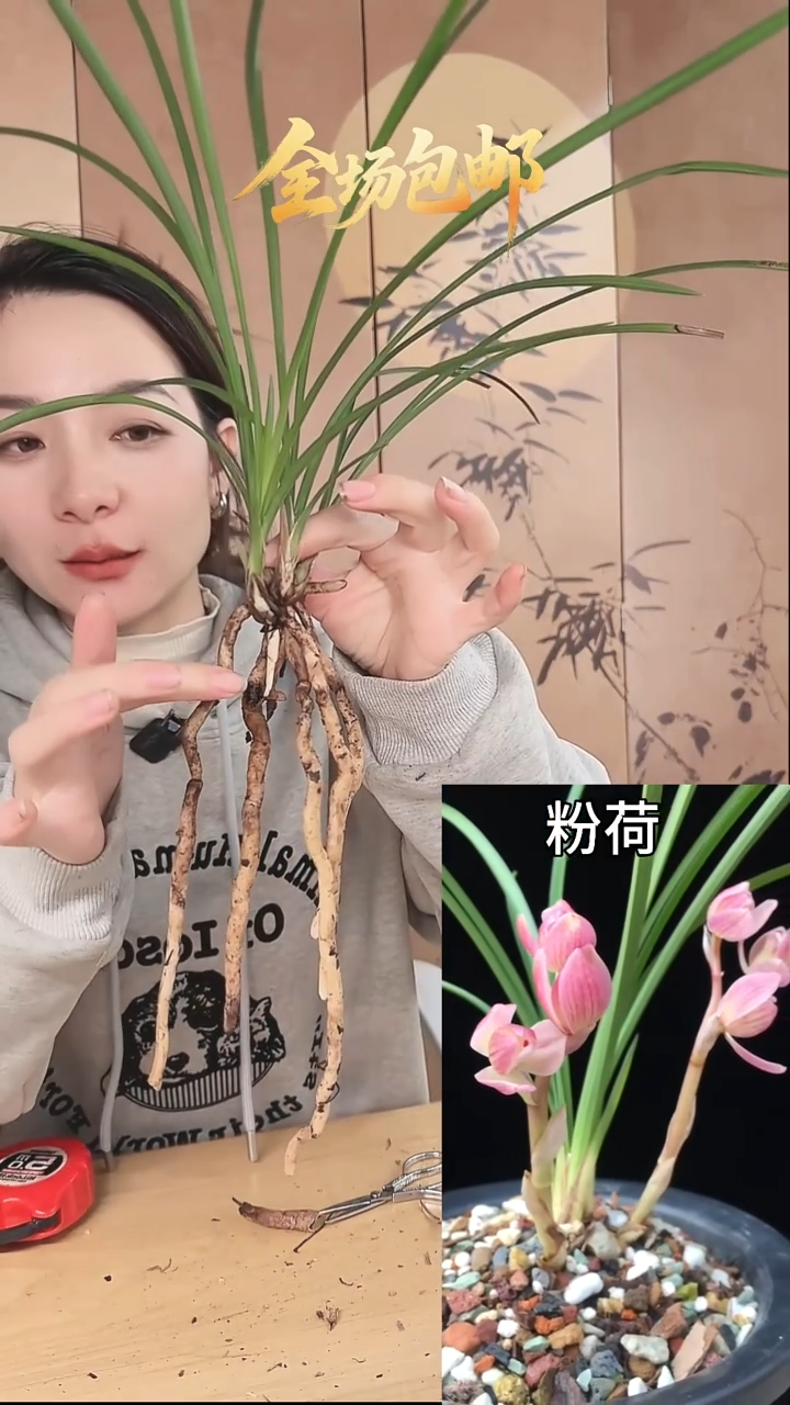 当前无花栽培后可以开花：粉荷
