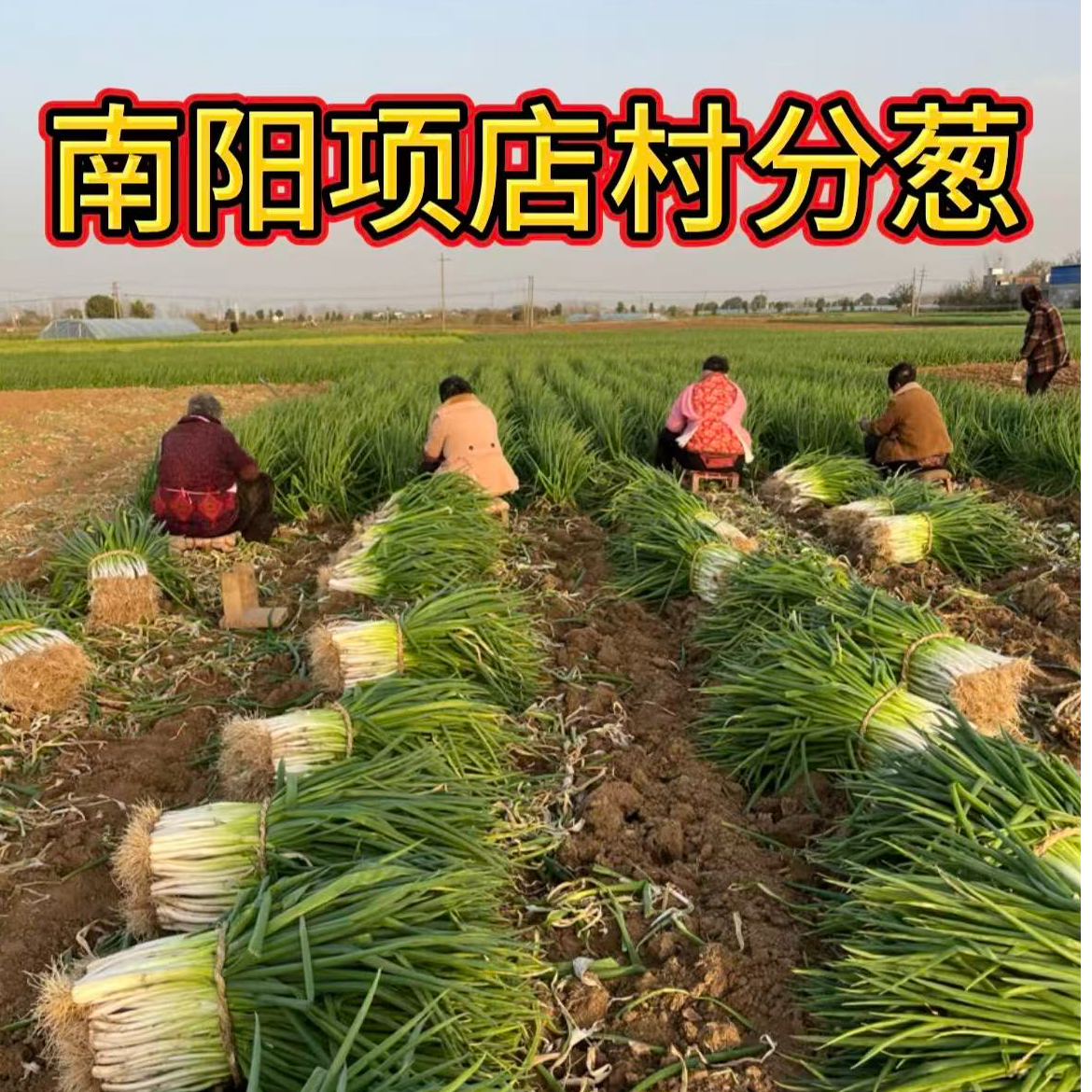 河南南阳新鲜现挖分葱农家自种生吃微辣可种