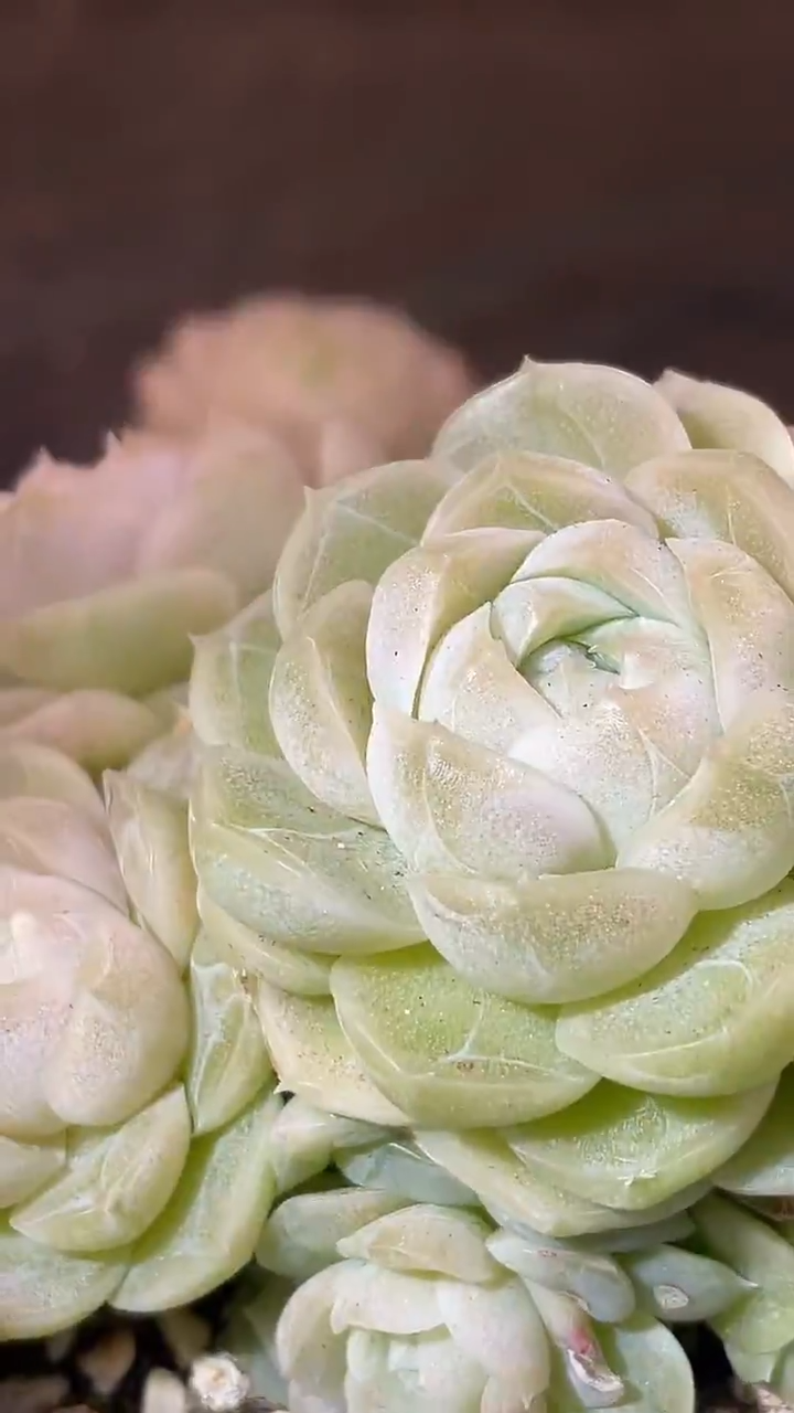 34-55 BF超麦群7-9厘米不包整散量拍发一颗