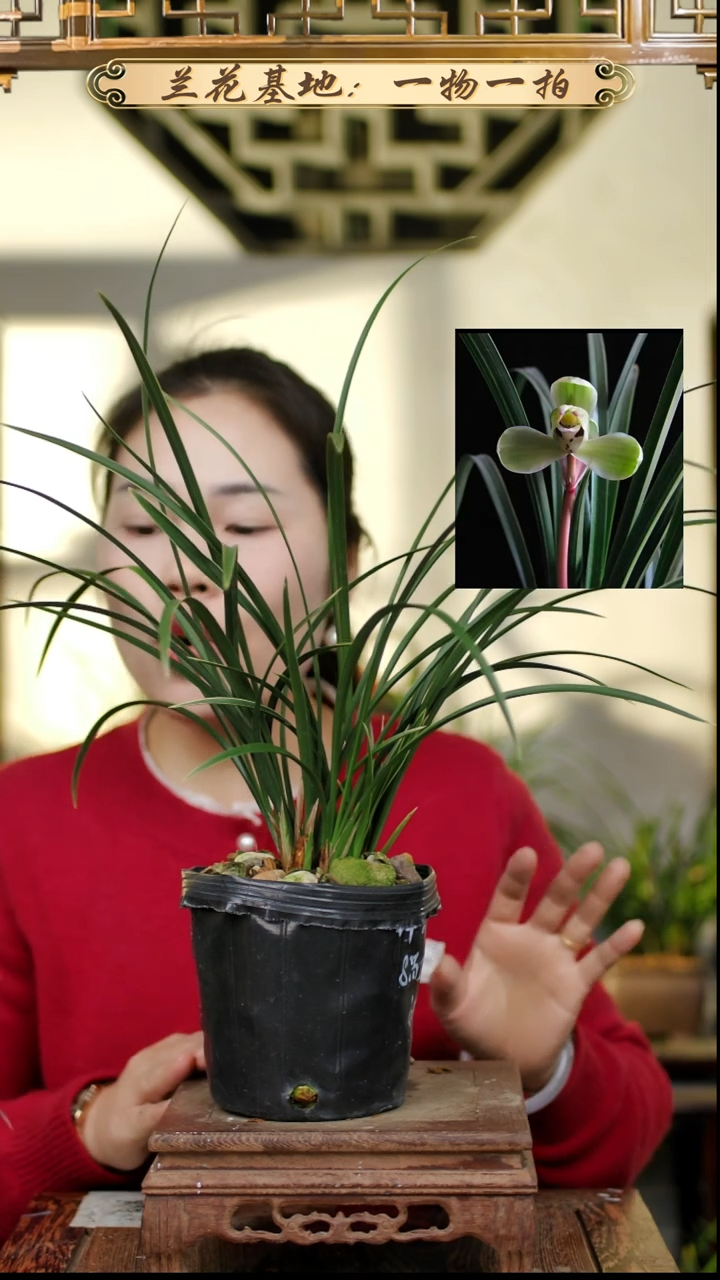 完全开放中华一品梅