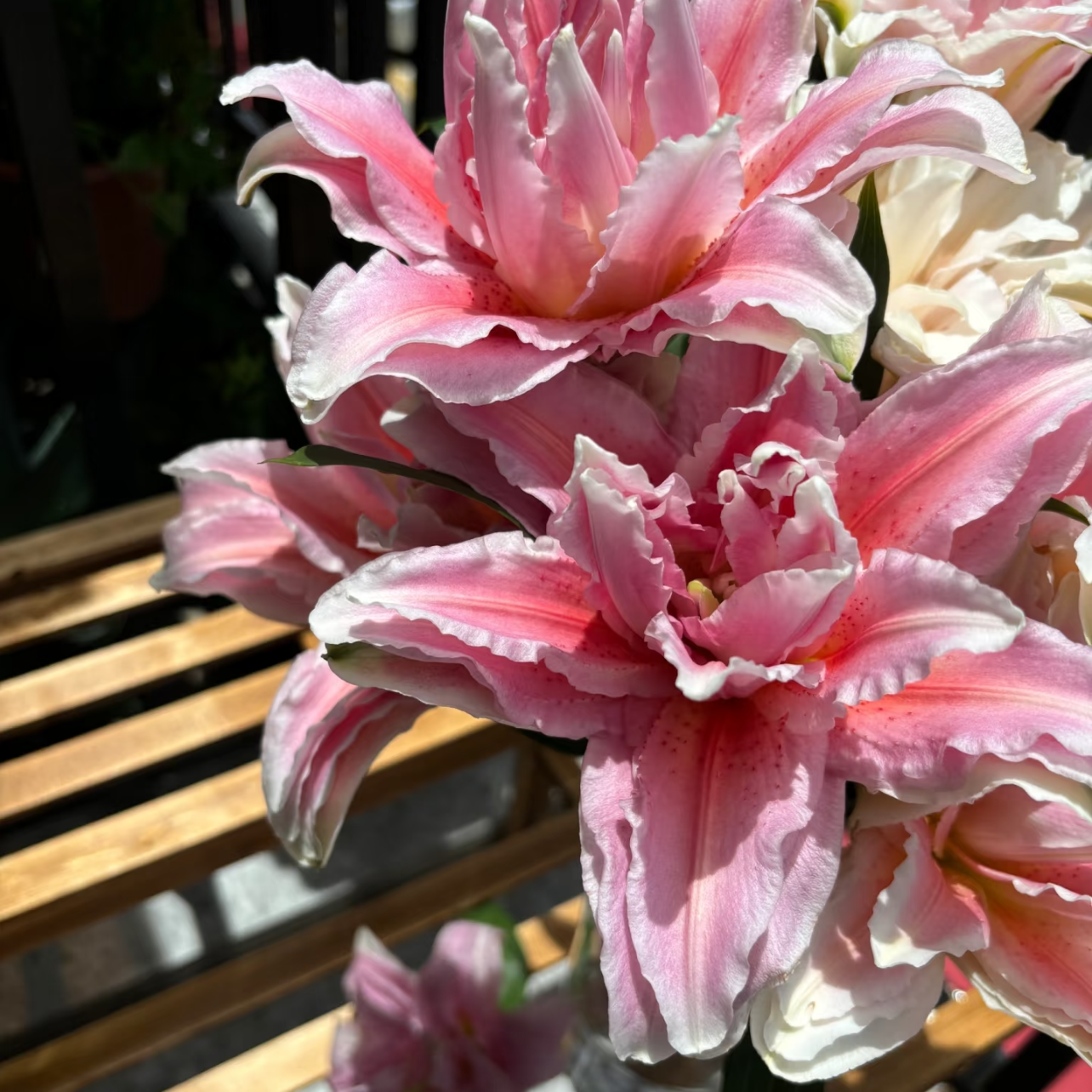 【胡安娜】13/15重瓣百合香水百合种球种植进口种球栽种鲜花种球