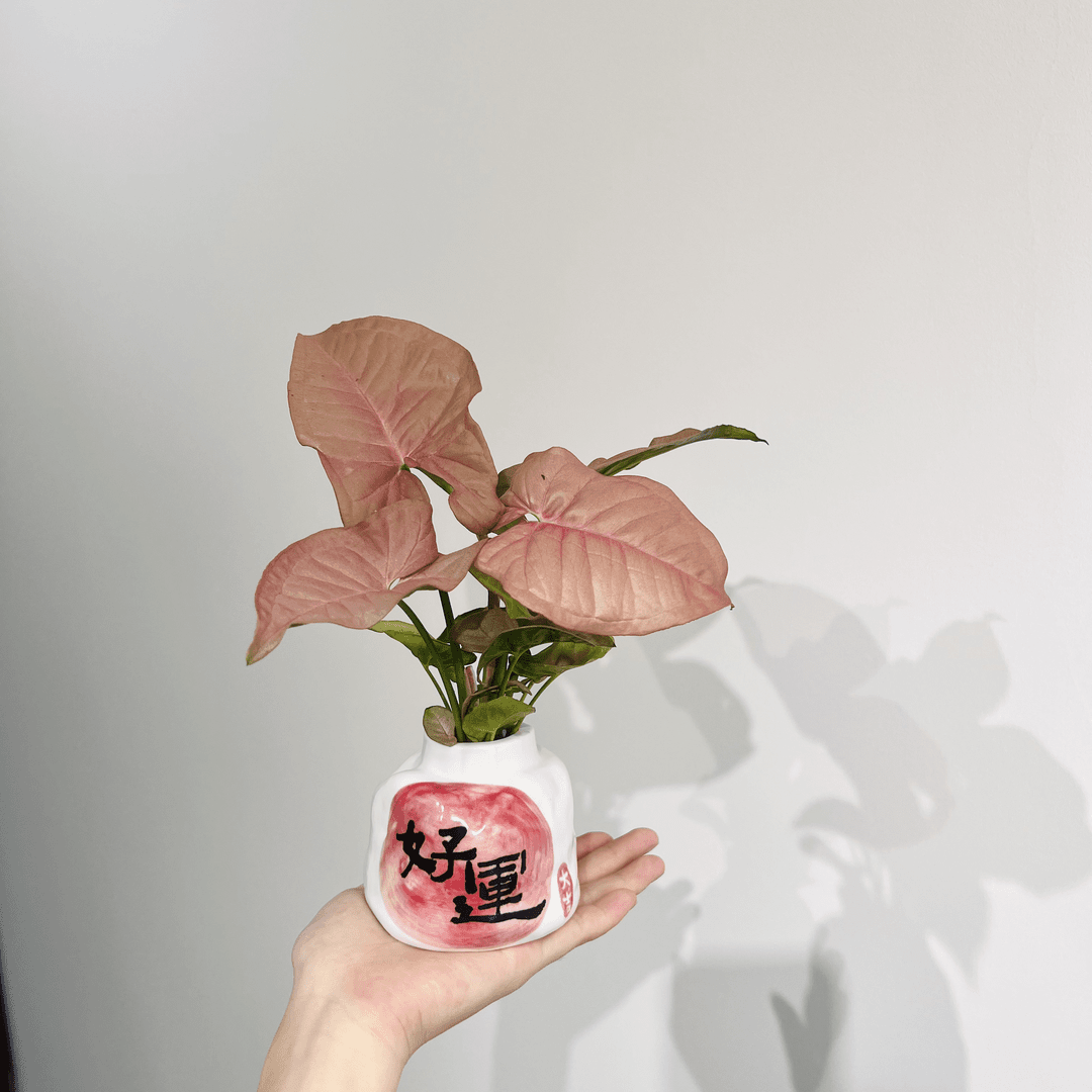 水培红粉佳人合果芋室内桌面好养活绿植花卉盆栽