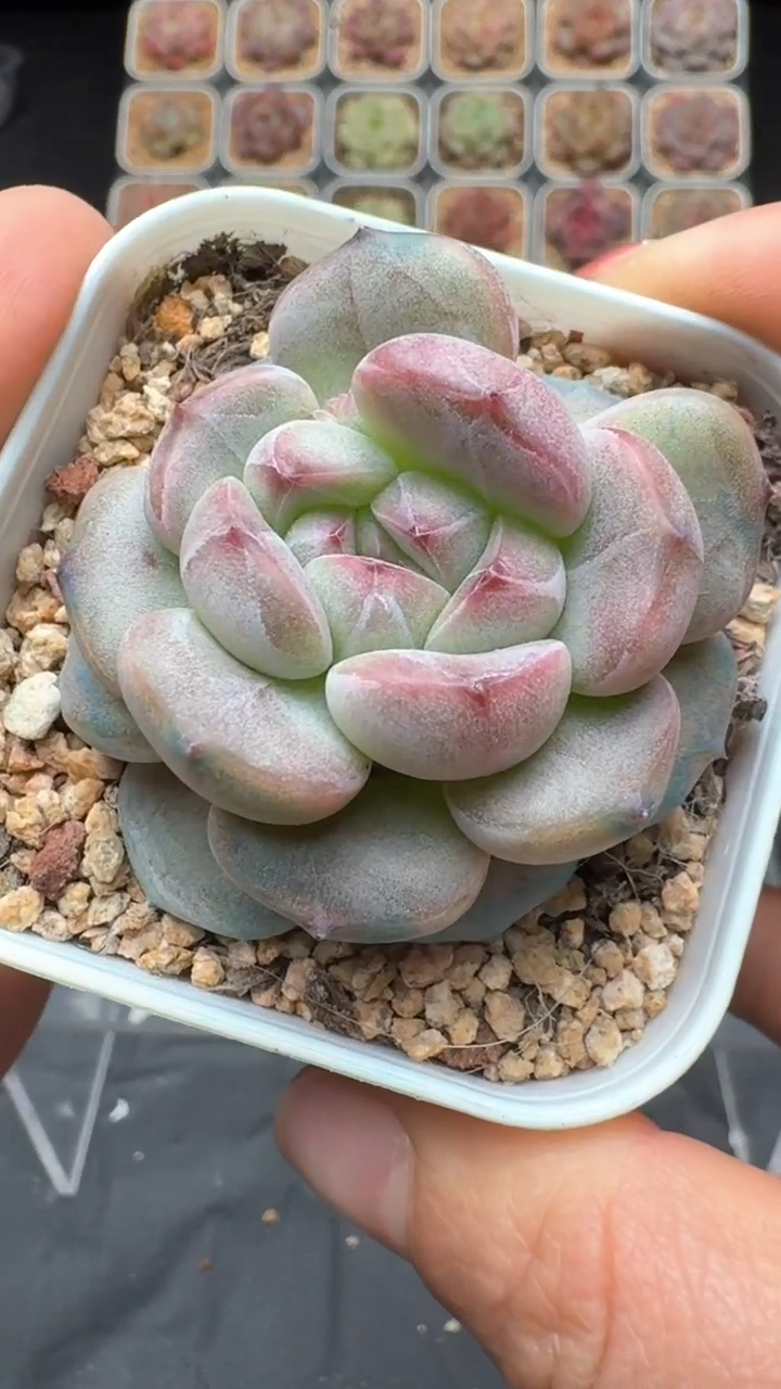 【闪购商品】052号珍妮多肉一物一拍3单包邮