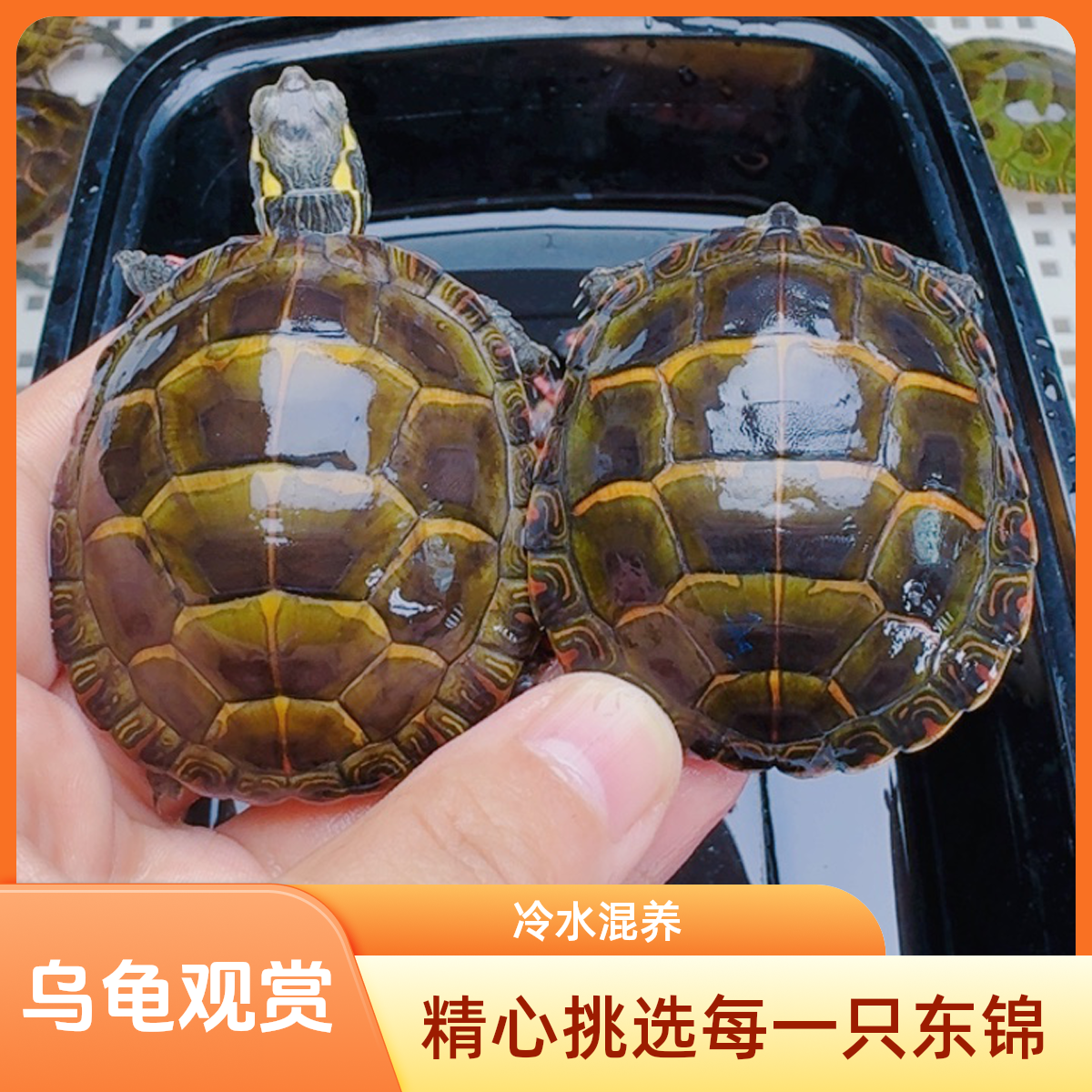 [东锦龟]深水东部锦龟好看观赏宠物冷水混养活物深水深水龟推荐