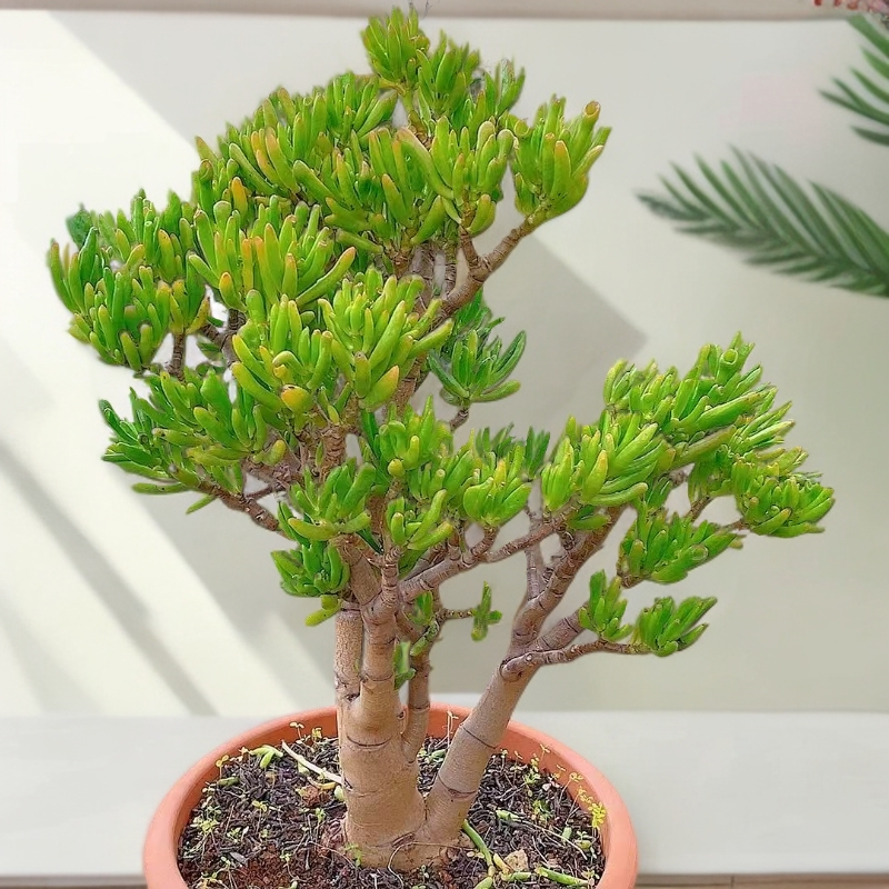 大号吸财树老桩 多肉植物 好种好养 新手必备老手必养  品牌直径