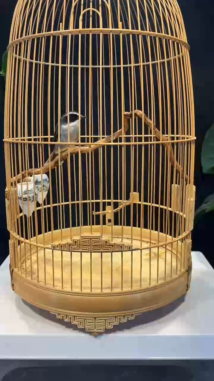 59号   灰林即养笼0元起拍