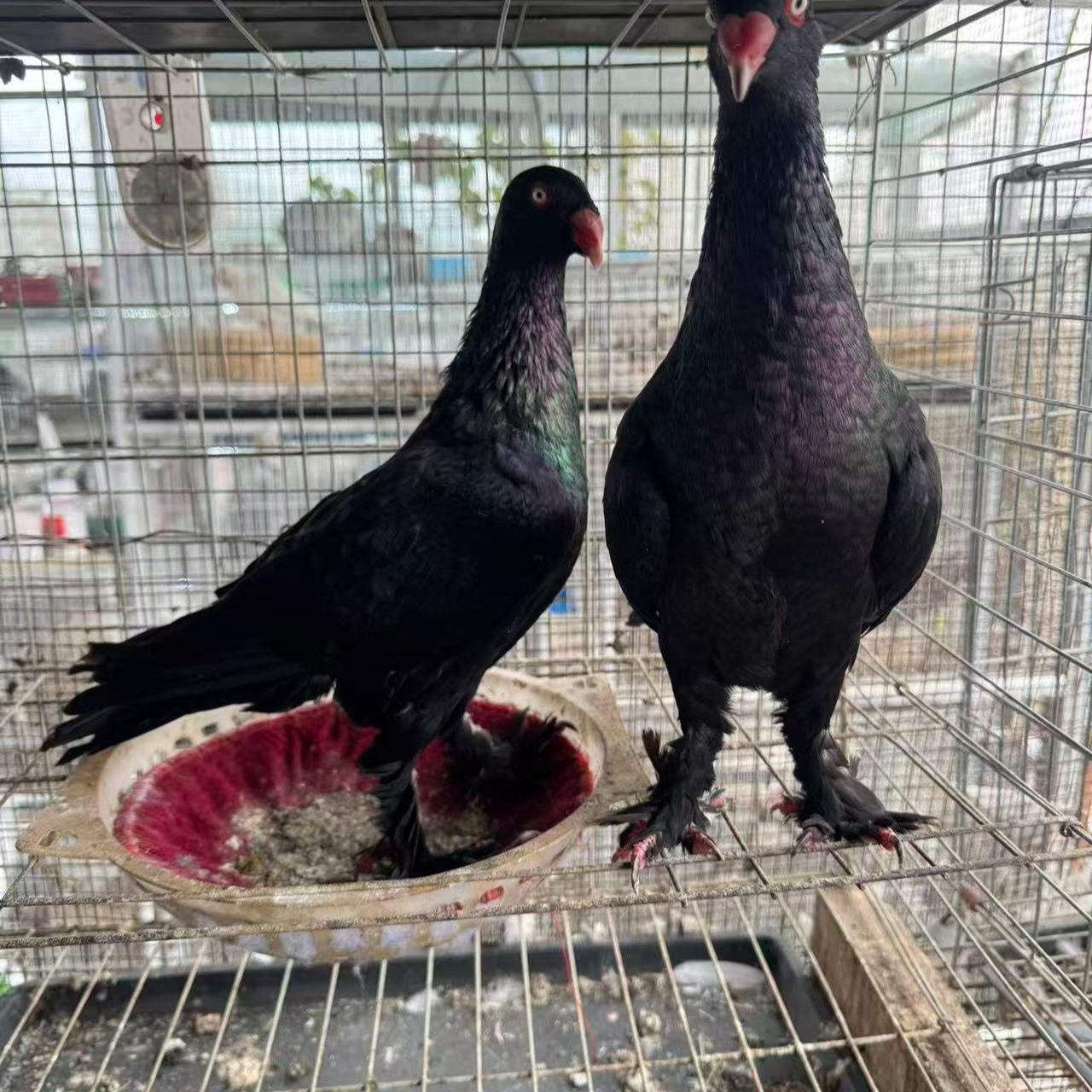 精品王鸽子青年鸽