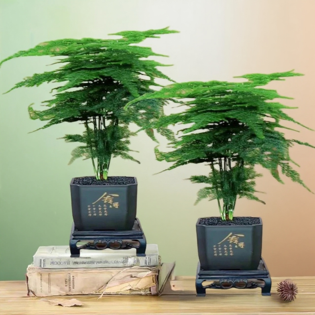 【买一送一】2套文竹栽盆室内植物迷你客厅办公桌面绿植四季常青