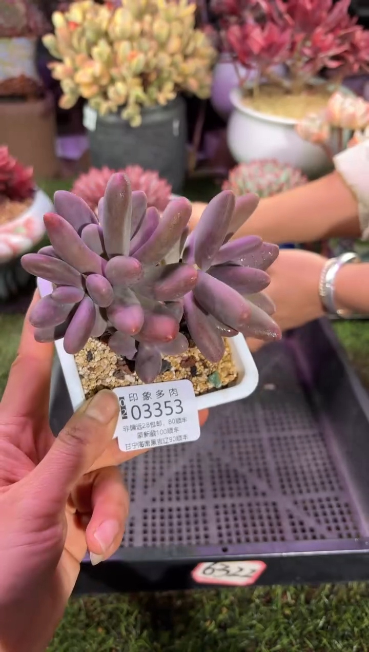 【闪购商品】03353