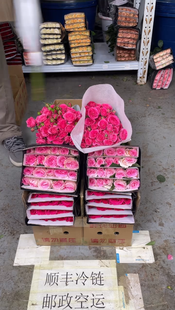 佛洛依德20枝+洛神20枝+苏菲10枝+黄莺