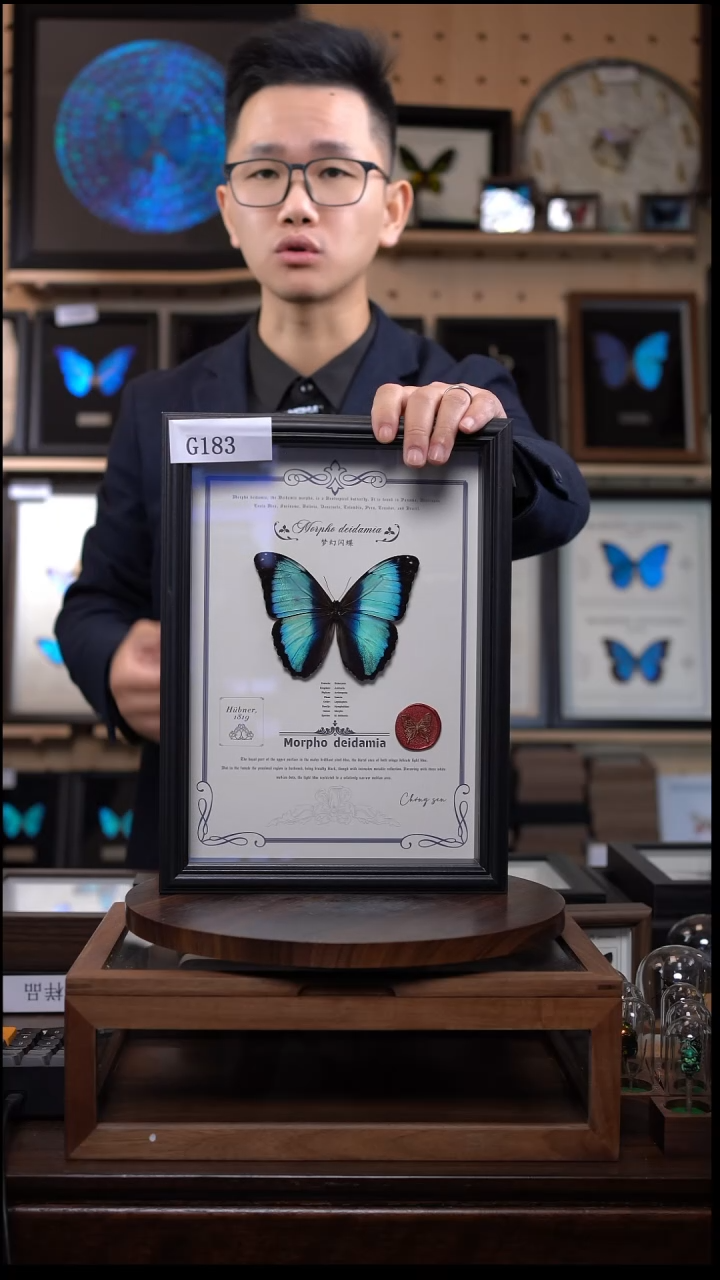 蝴蝶标本摆件竞拍梦幻闪蝶g183
