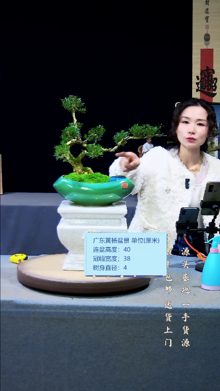 【闪购商品】雀舌皱皮黄杨盆景雀舌皱皮黄杨盆景