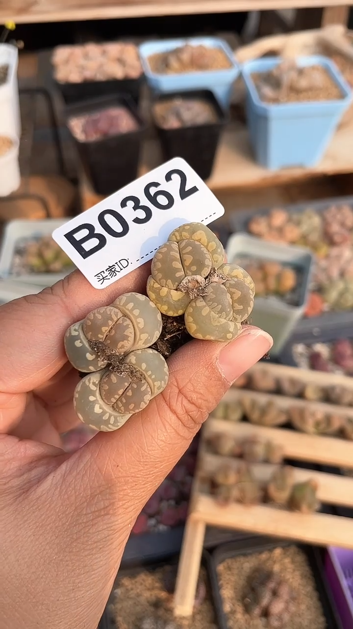 【闪购商品】0362直播一物一拍