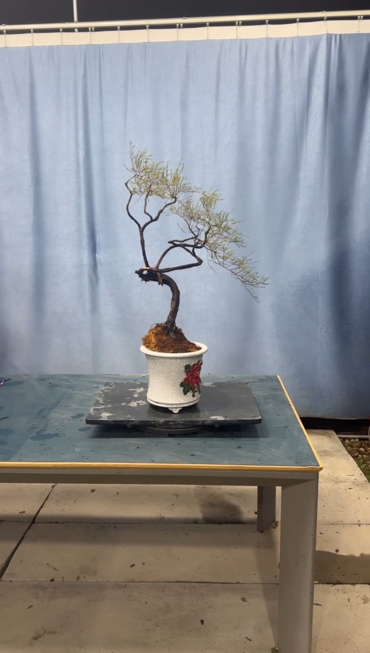 【闪购商品】盆景岗松