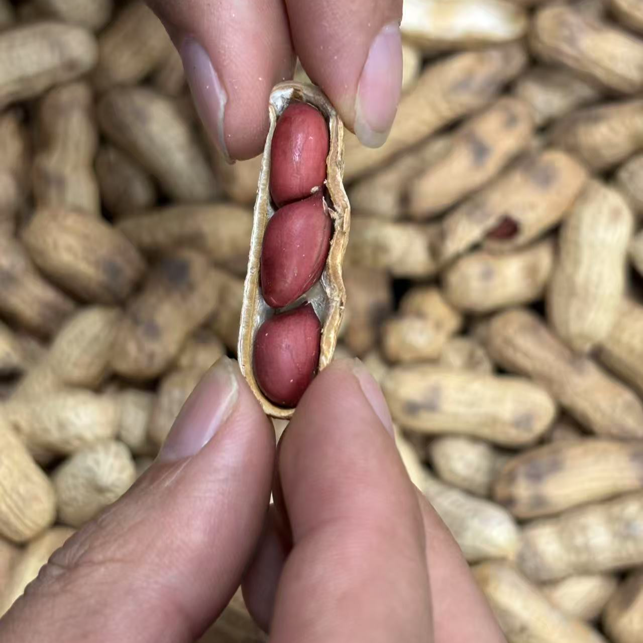 现炒香脆原味带壳四粒红花生花生炒货休闲零食