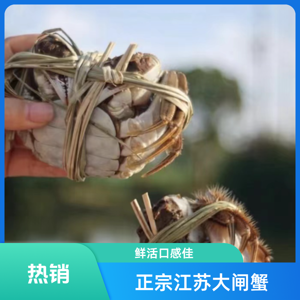 （活蟹）3.0两  江苏大蟹 母蟹 3只-10只装 大闸蟹（蒸熟需备注）