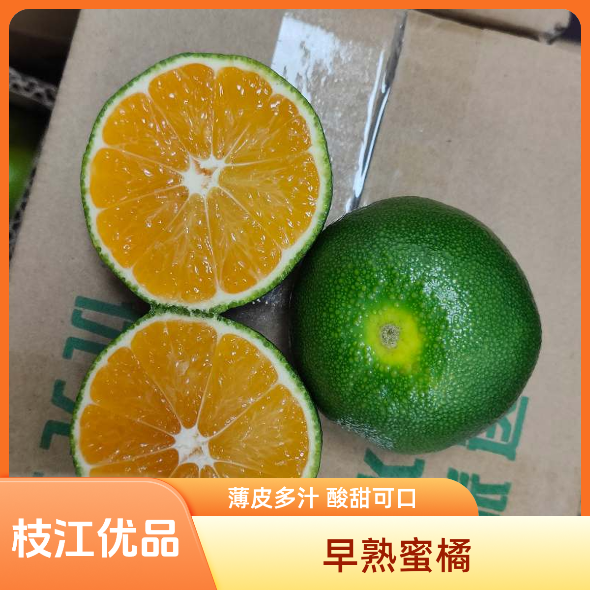 【枝江优品】新鲜青皮蜜橘薄皮多汁酸甜爽口应季水果早熟桔子