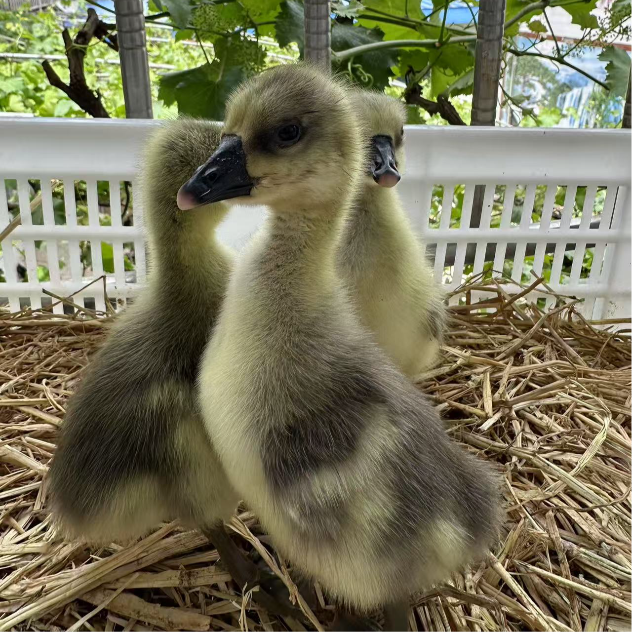 宠物 灰色 大种  买6只  送6只 包邮
