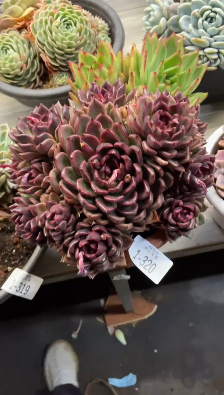 【闪购商品】1-320紫水晶