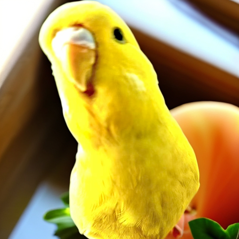 虎皮鹦鹉宠物普通笼养包邮