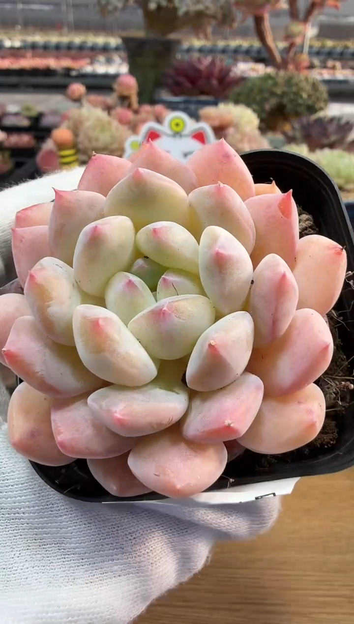 东云多肉园二店-190