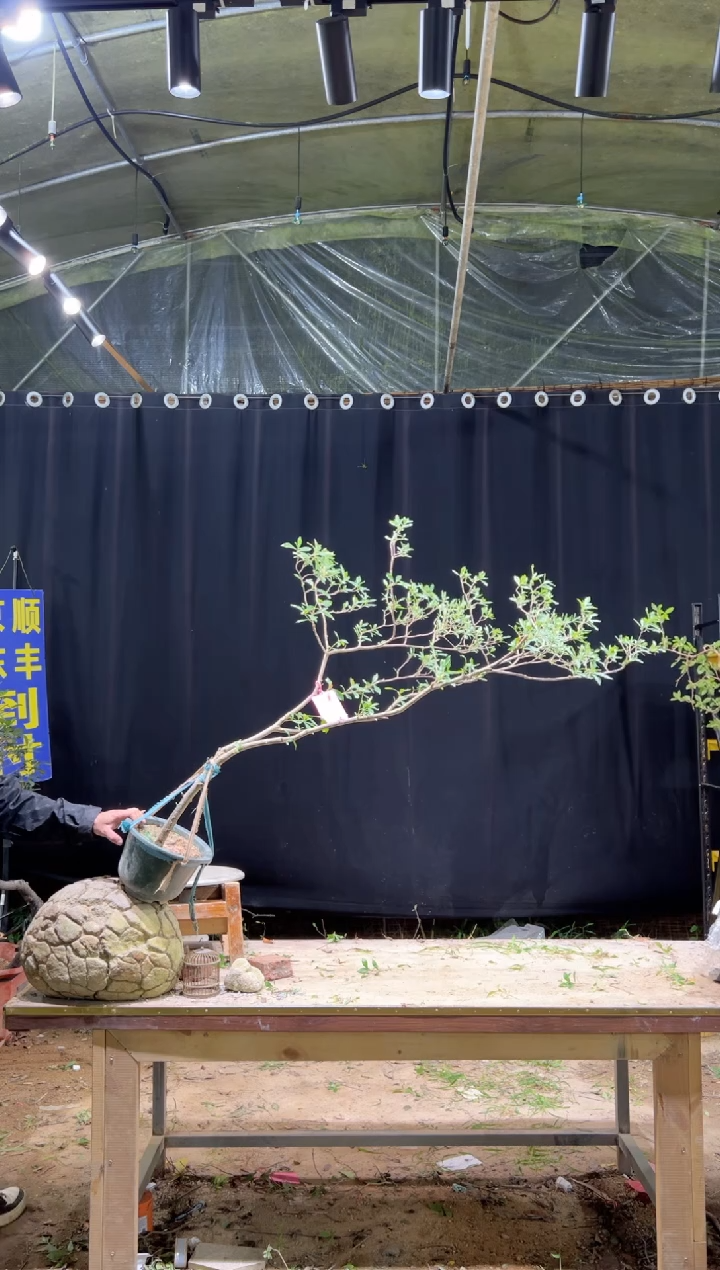 当前无花朵，栽培后可花朵用****0  海岛栀子花