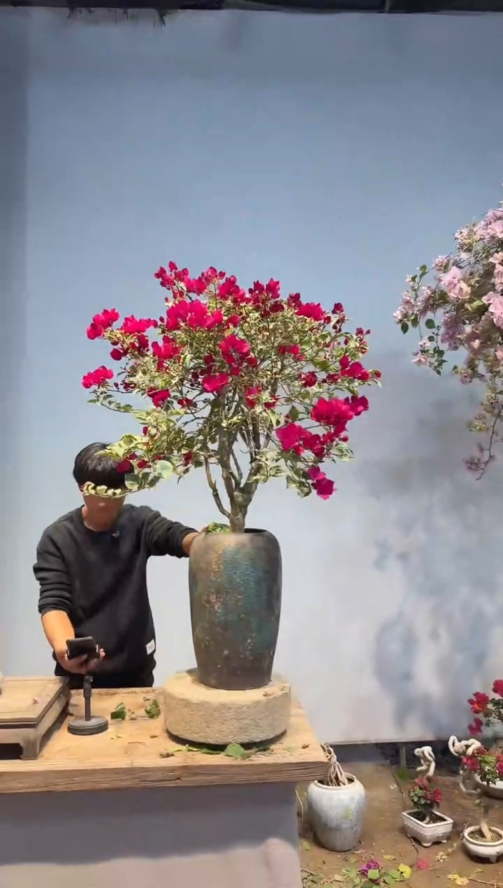 以实际为准J****e三角梅27