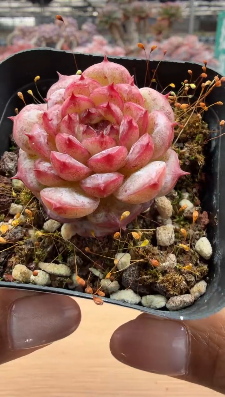 东云多肉园二店-157