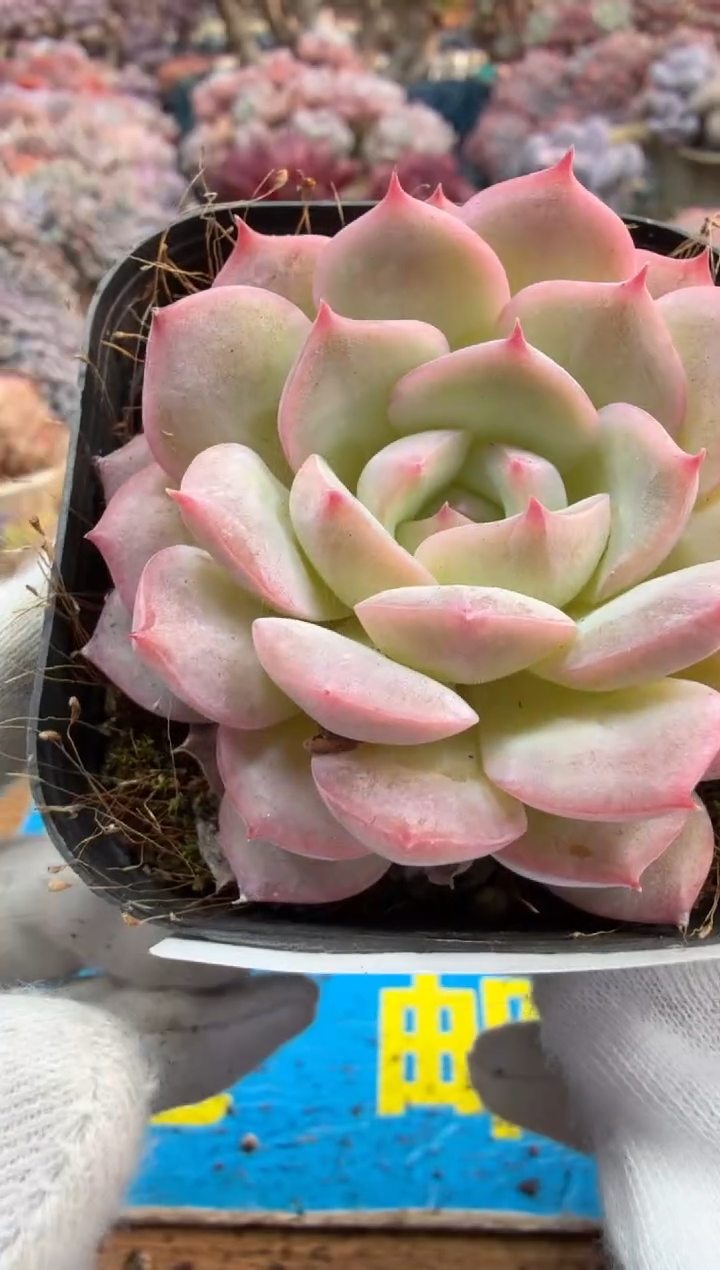 东云多肉园二店-567