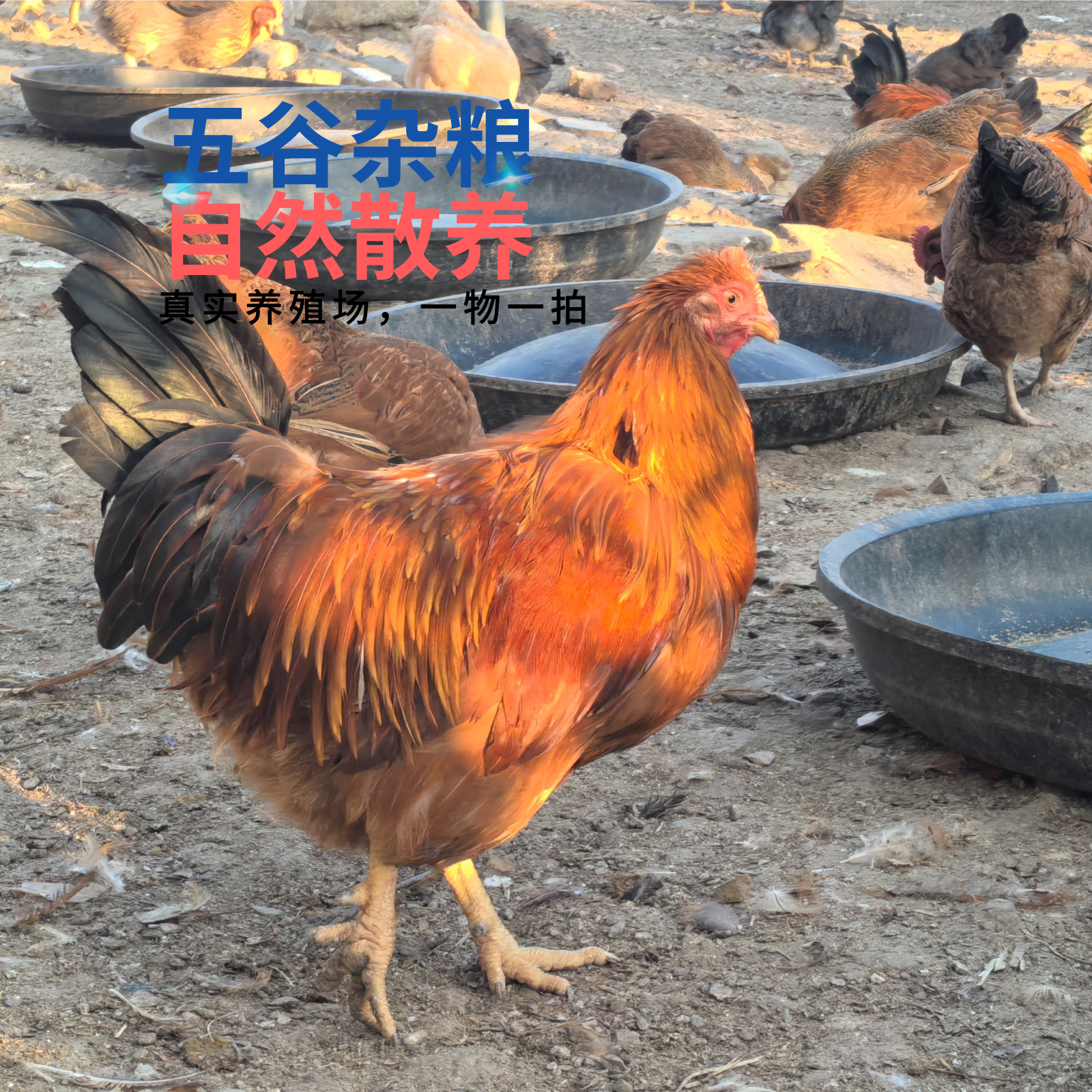 活发散养280天五谷杂粮土阉鸡生鲜鸡品质土鸡