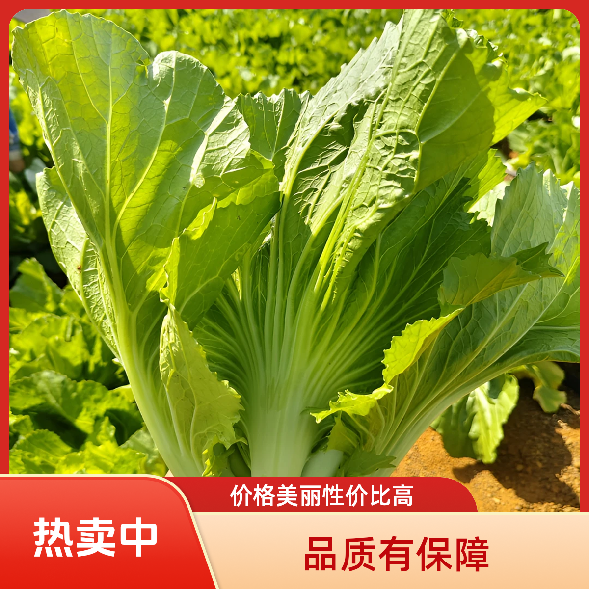 贵州新鲜芥菜盖菜青菜苦菜现摘蔬菜精品新鲜蔬菜